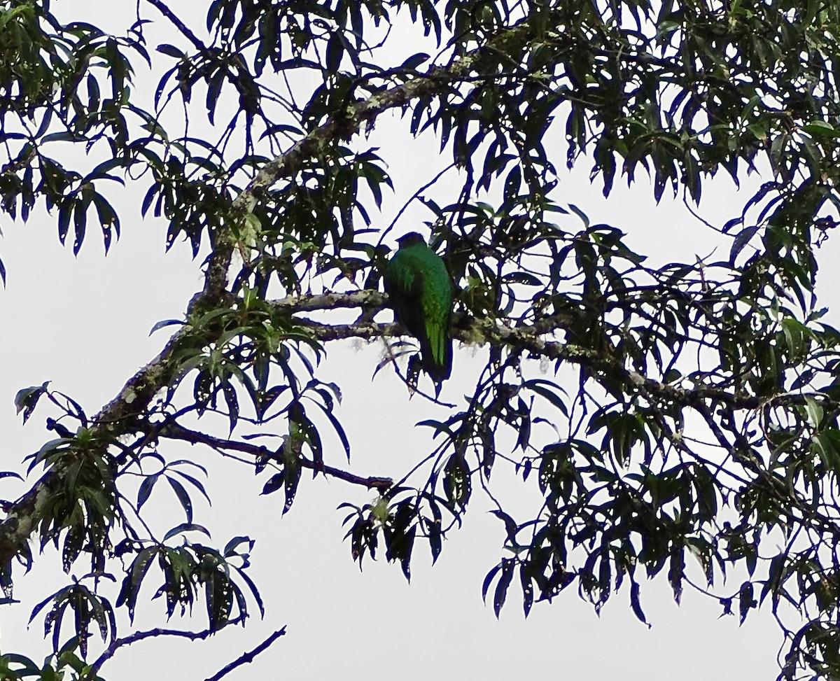 Golden-headed Quetzal - ML644890138