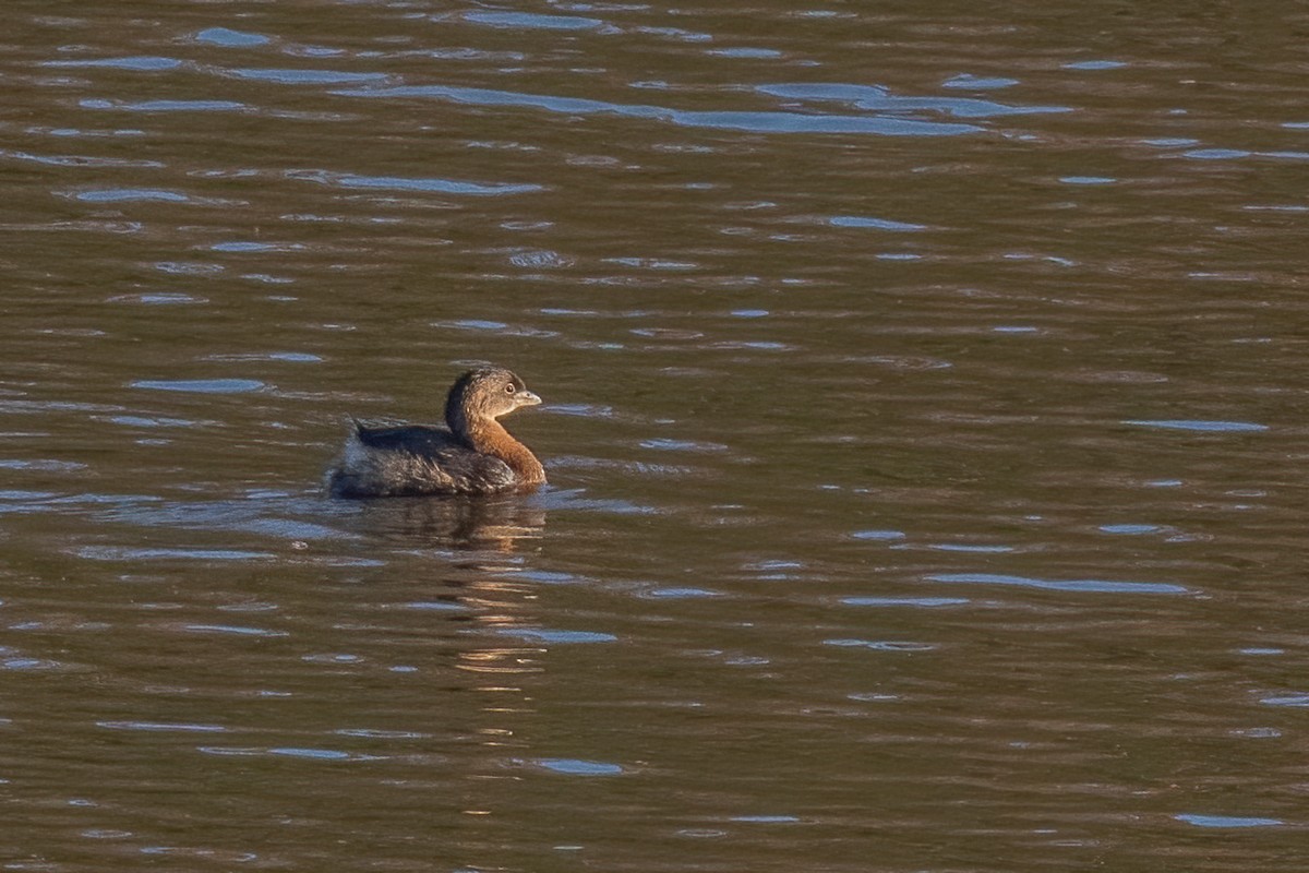 Pied-billed Grebe - ML644890142