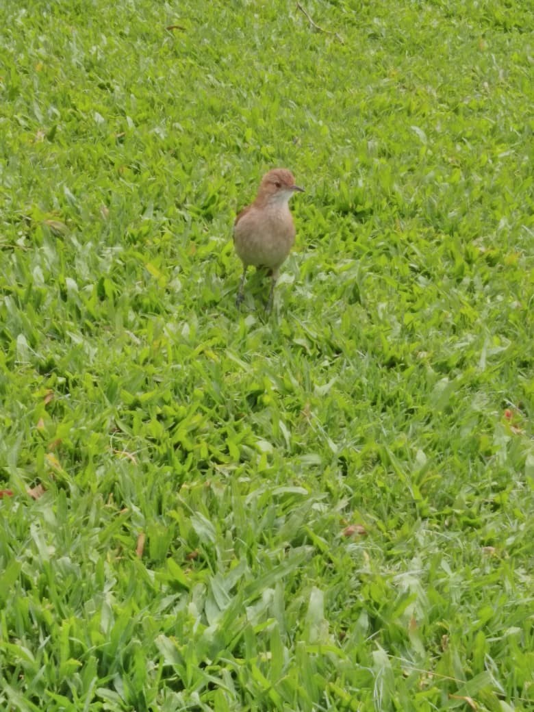 Rufous Hornero - ML644890163