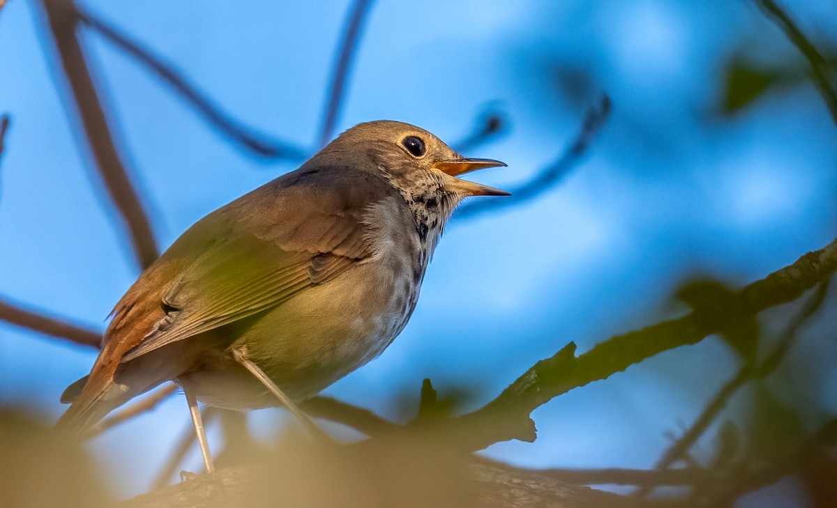 Hermit Thrush - ML644890164