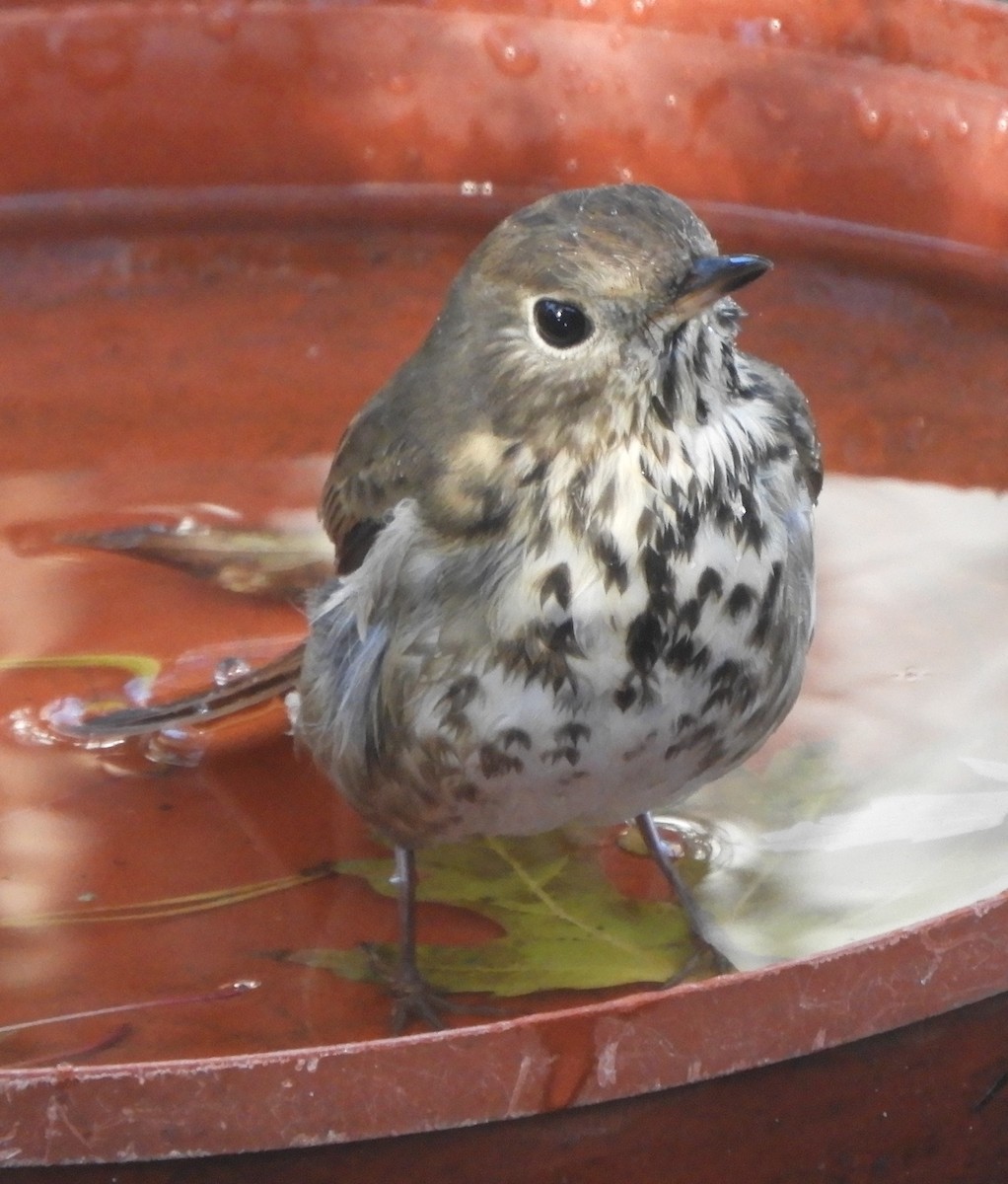 Hermit Thrush - ML644890166