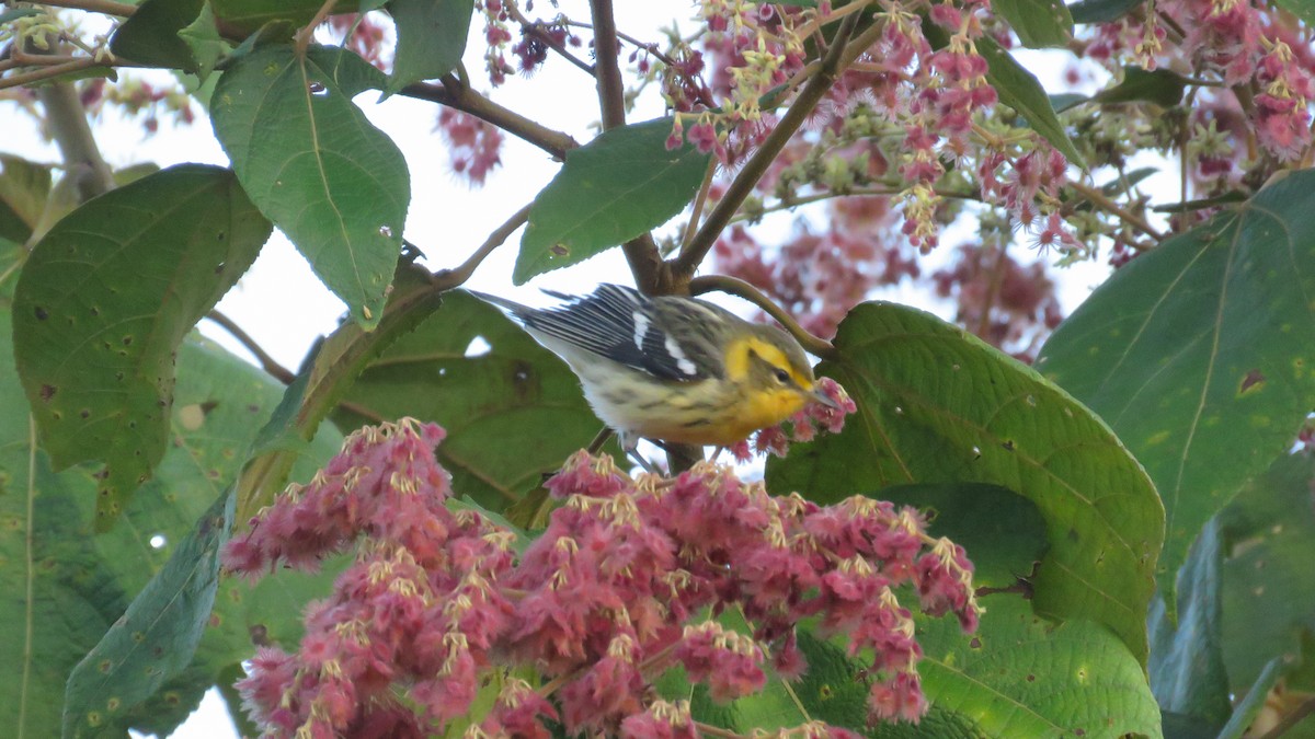 Blackburnian Warbler - ML644890171