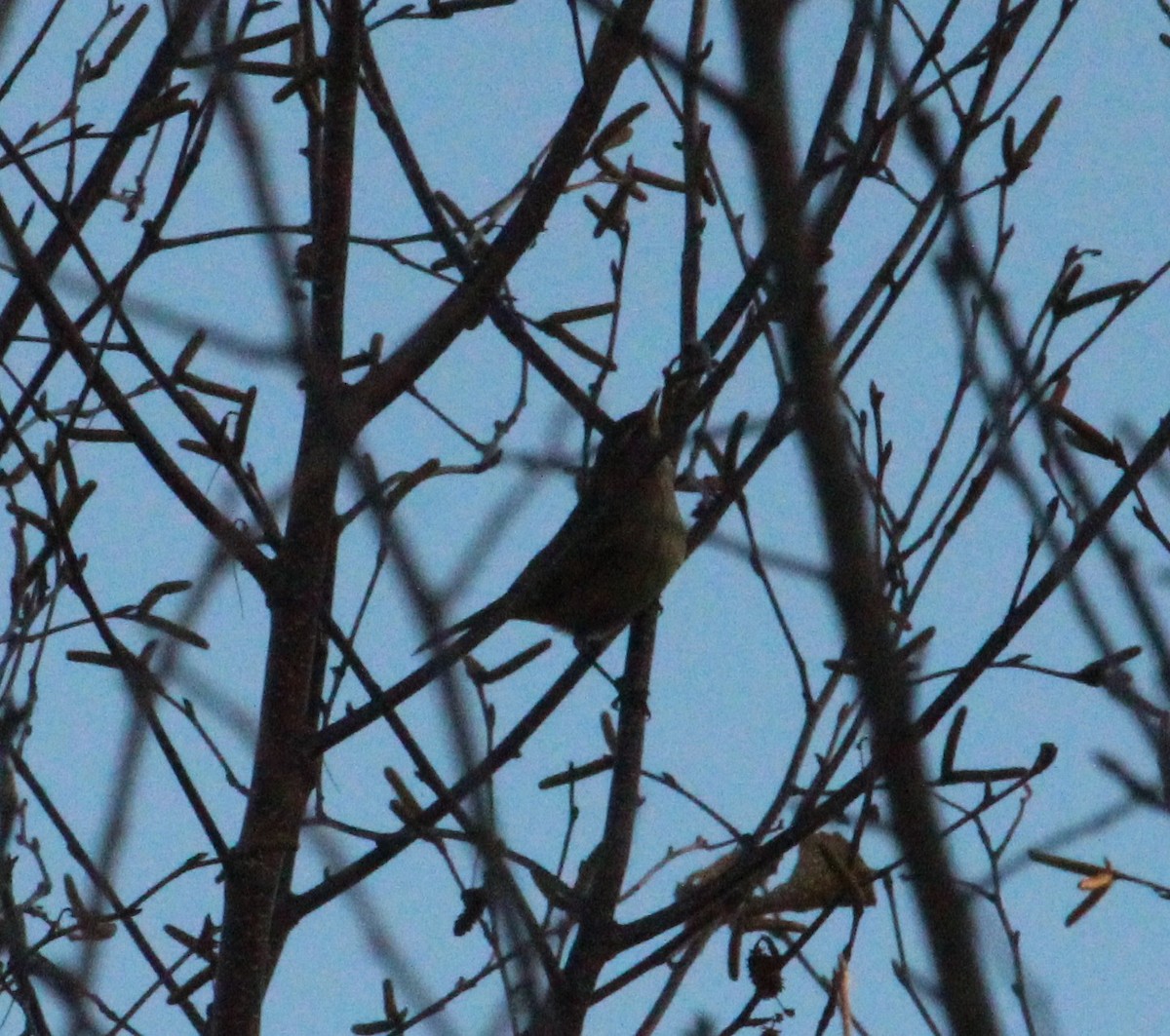 Palm Warbler - ML644890197