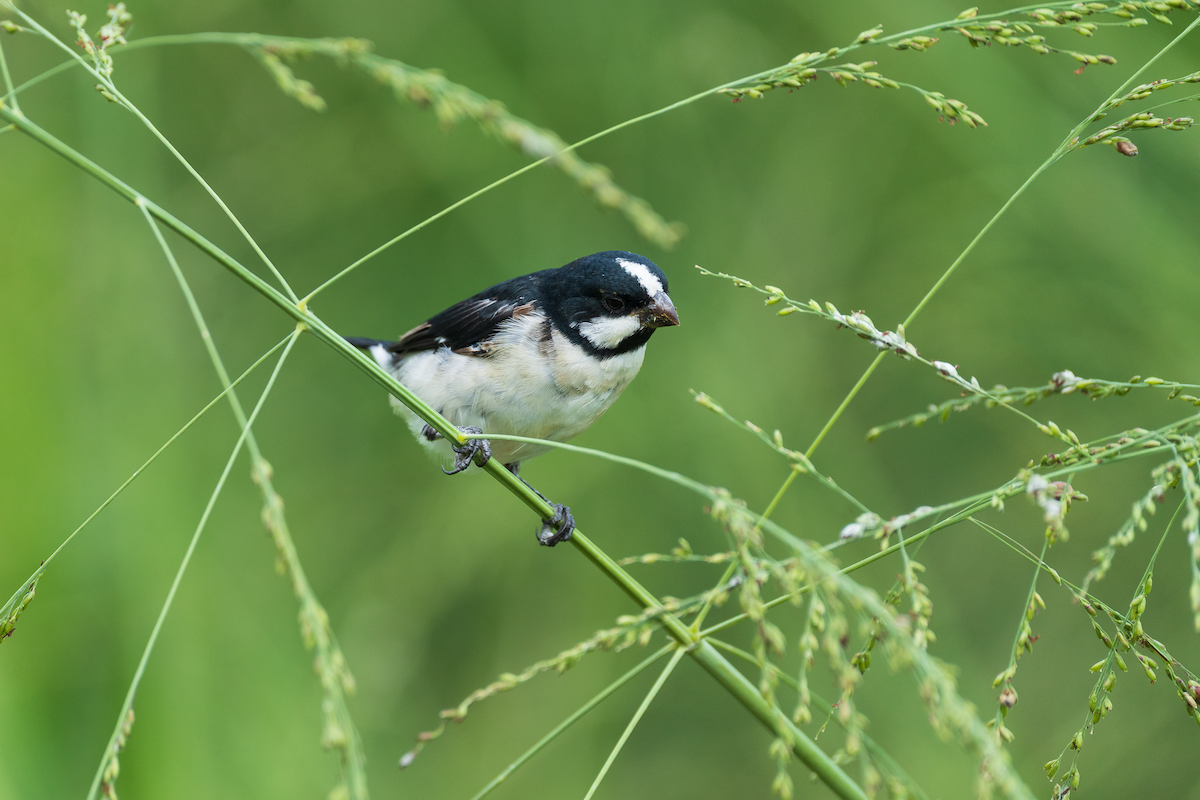 Lined Seedeater - ML644890200