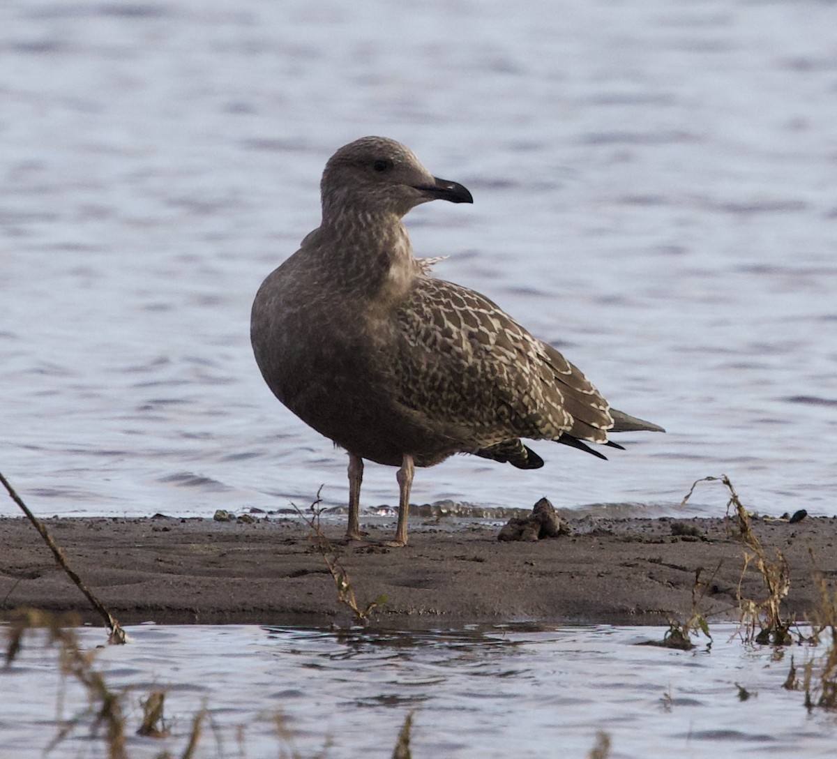 American Herring Gull - ML644890209
