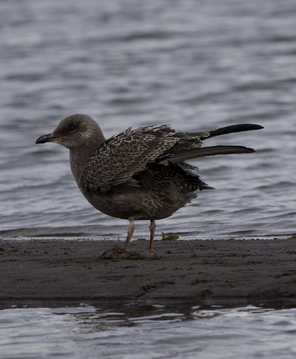 American Herring Gull - ML644890210