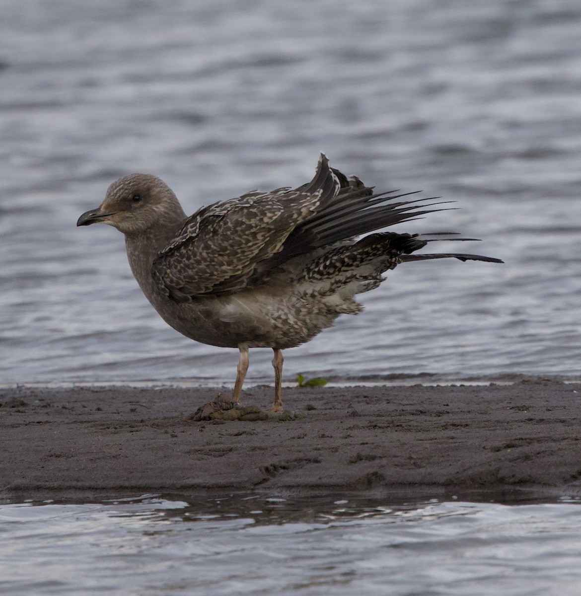 American Herring Gull - ML644890211