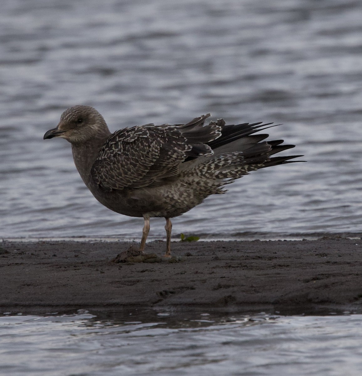 American Herring Gull - ML644890212
