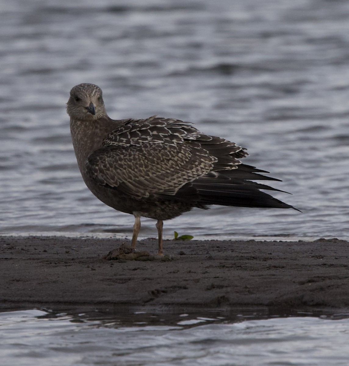 American Herring Gull - ML644890213
