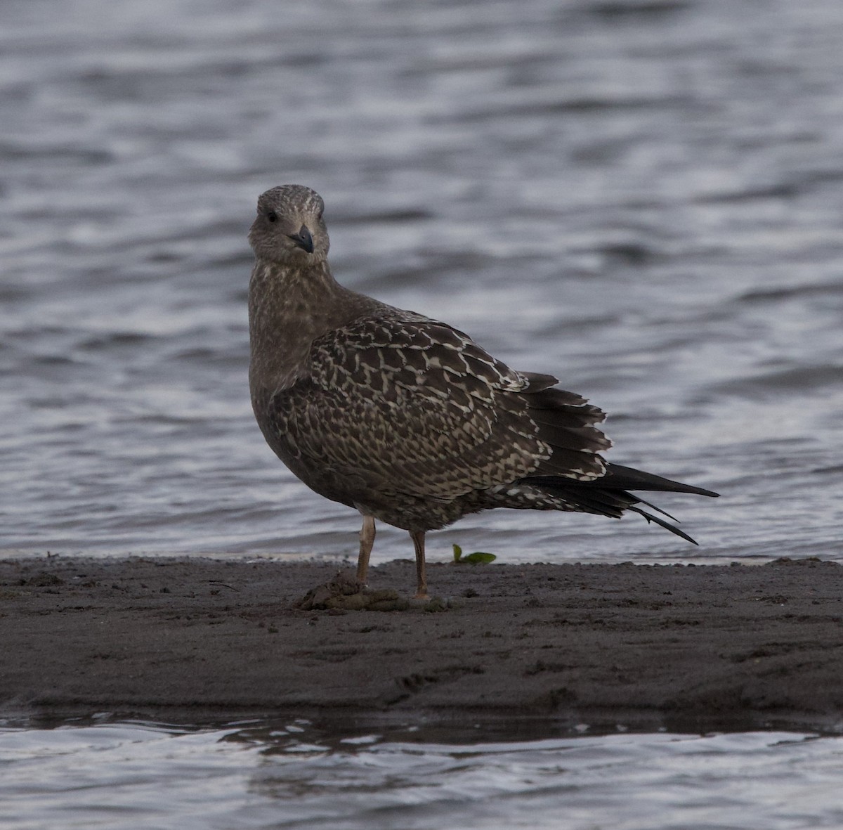 American Herring Gull - ML644890214