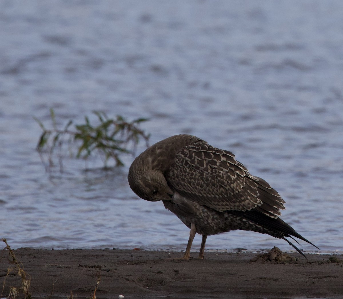 American Herring Gull - ML644890215