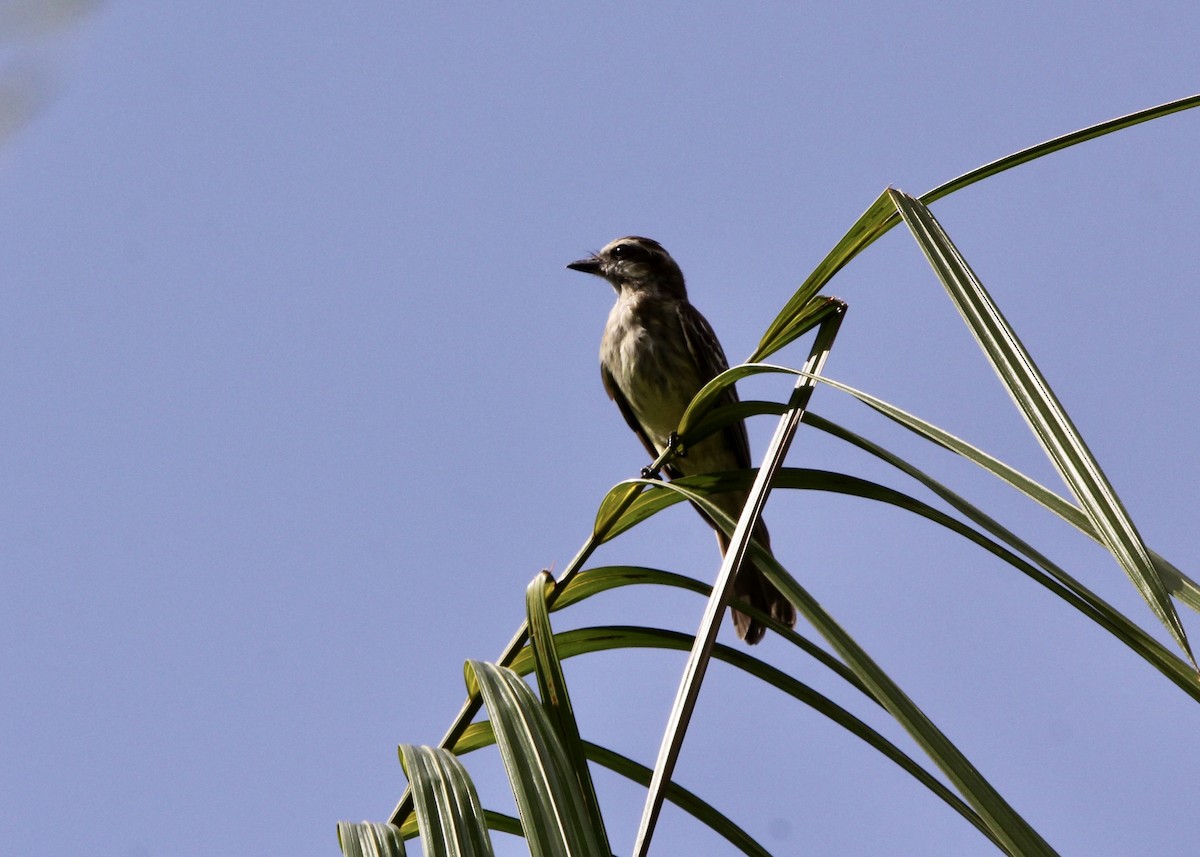 Piratic Flycatcher - ML644890218