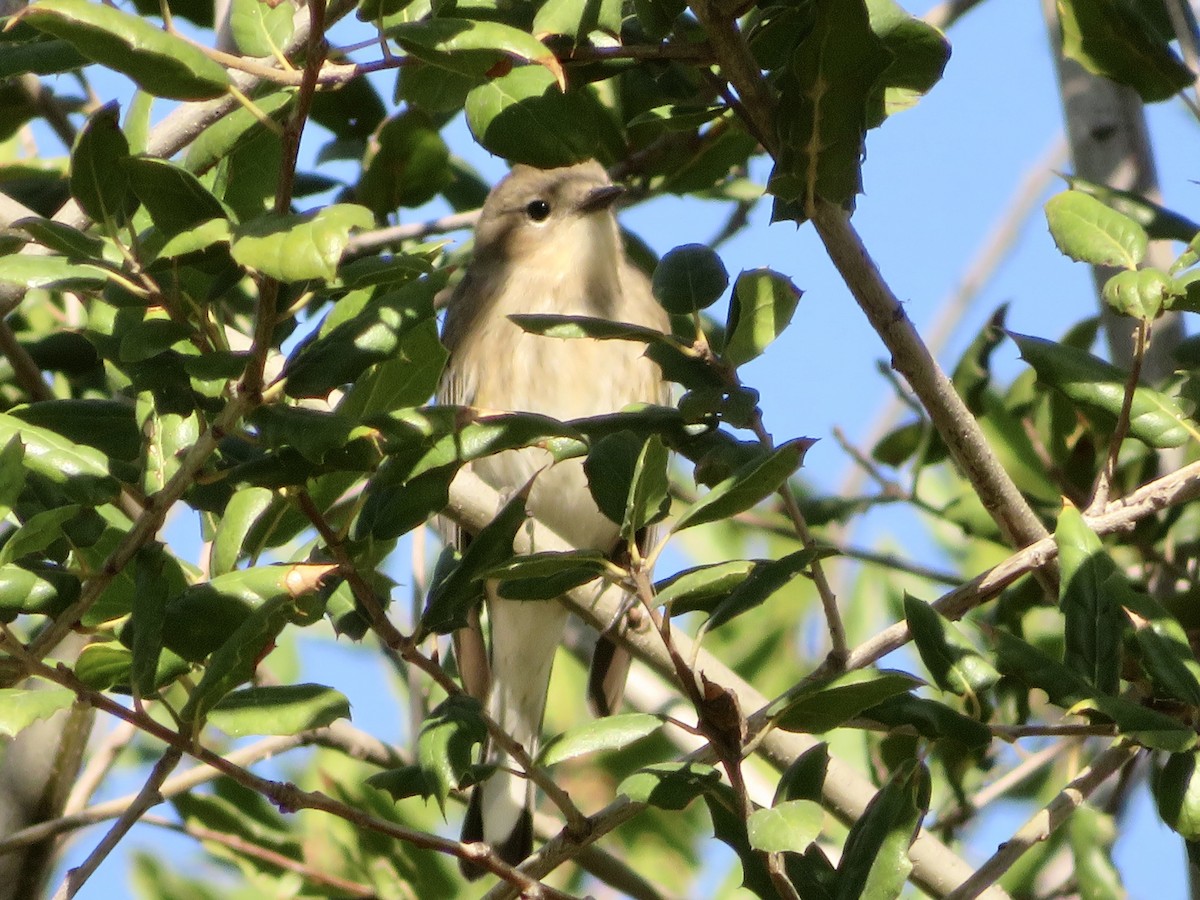 Yellow-rumped Warbler - ML644890219