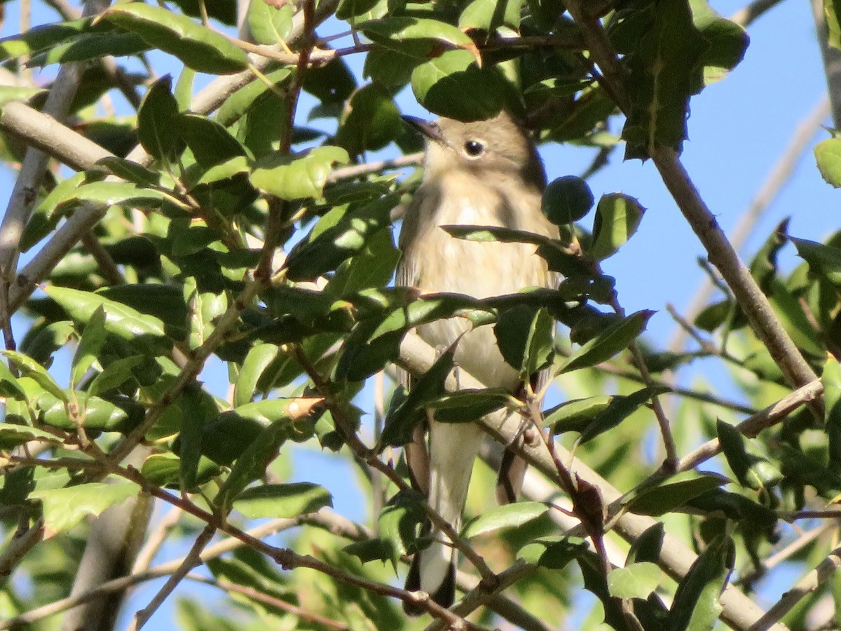 Yellow-rumped Warbler - ML644890220