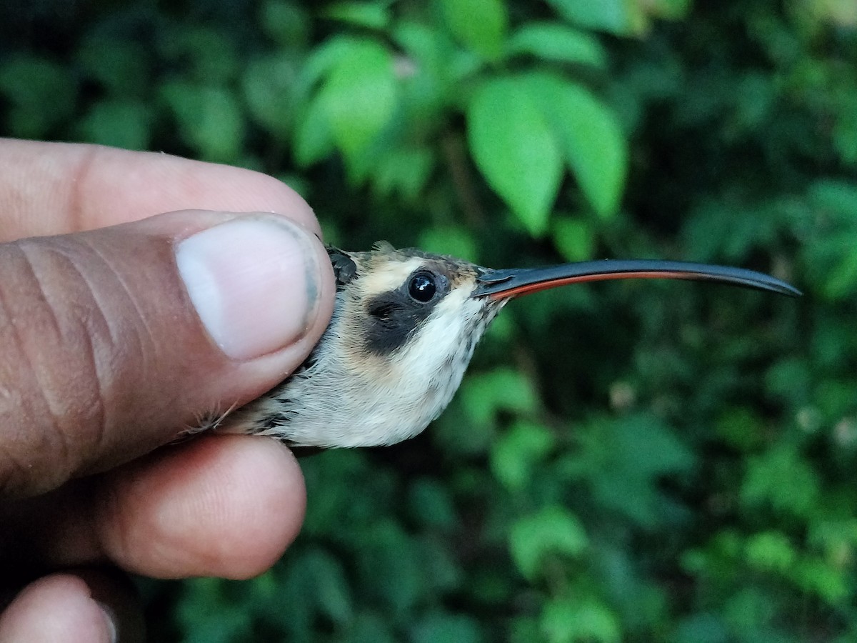 Pale-bellied Hermit - ML644890221