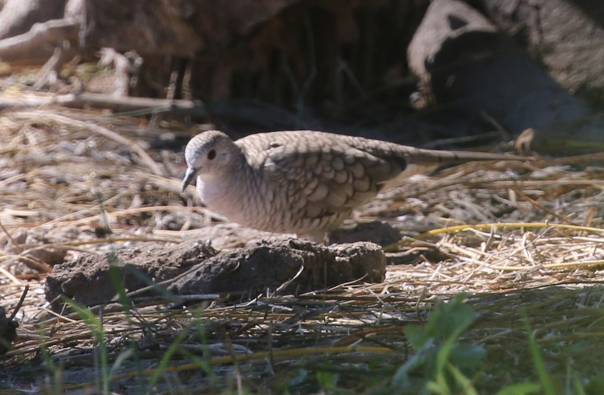 Inca Dove - ML644890222