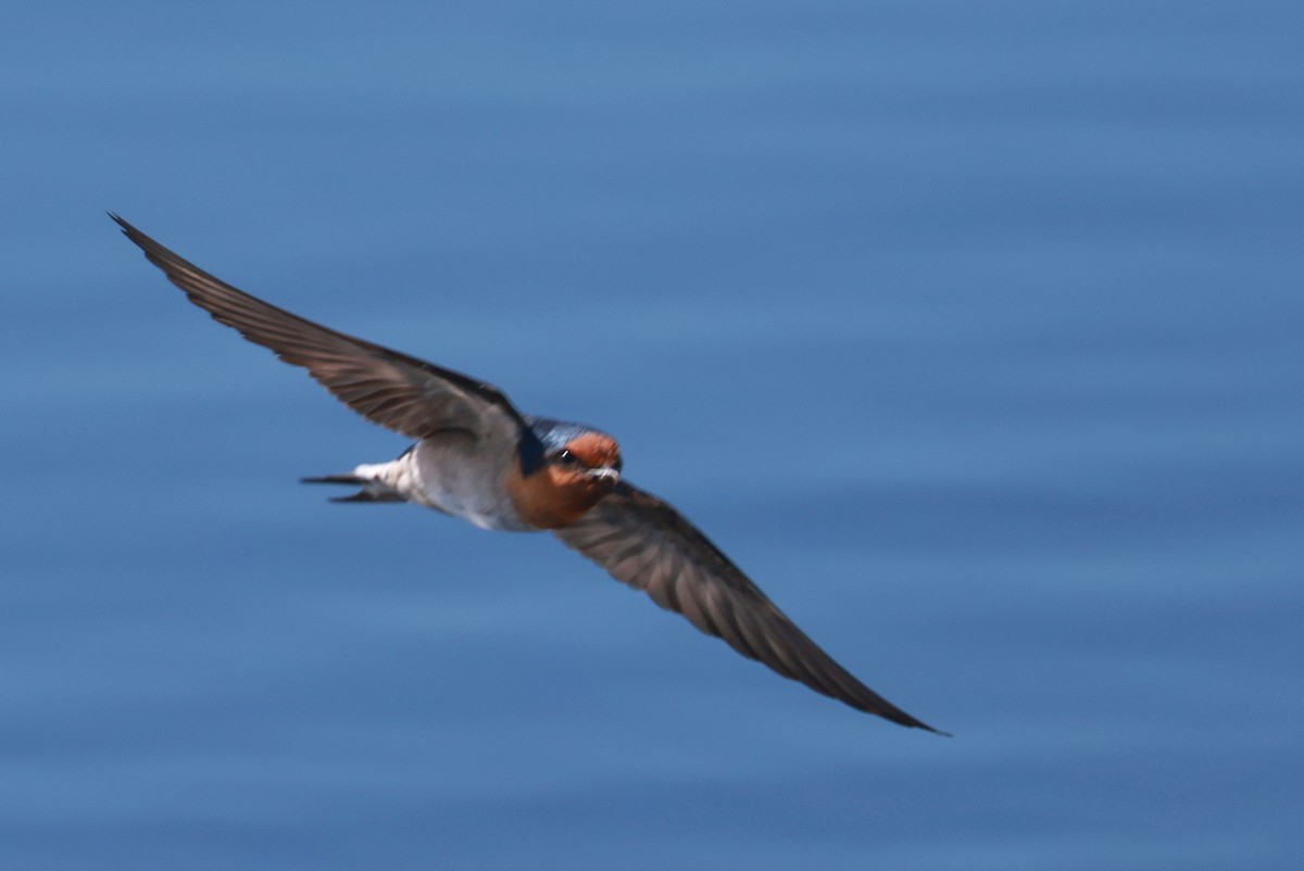 Welcome Swallow - ML644890223