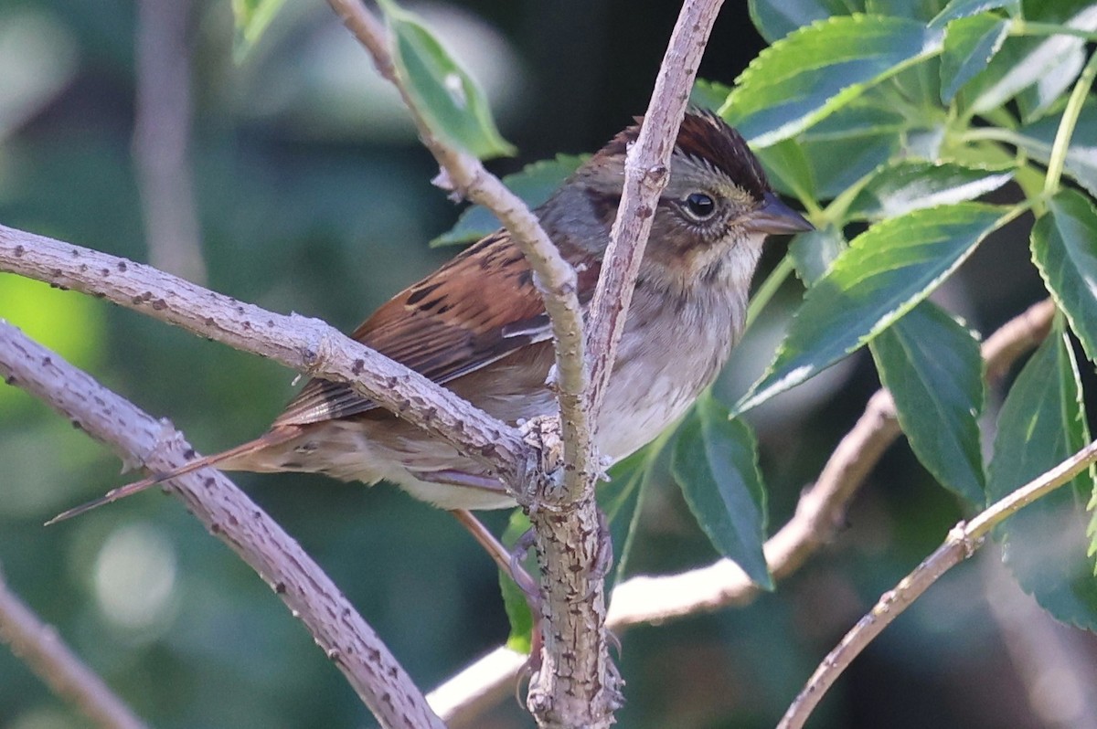 Swamp Sparrow - ML644890229