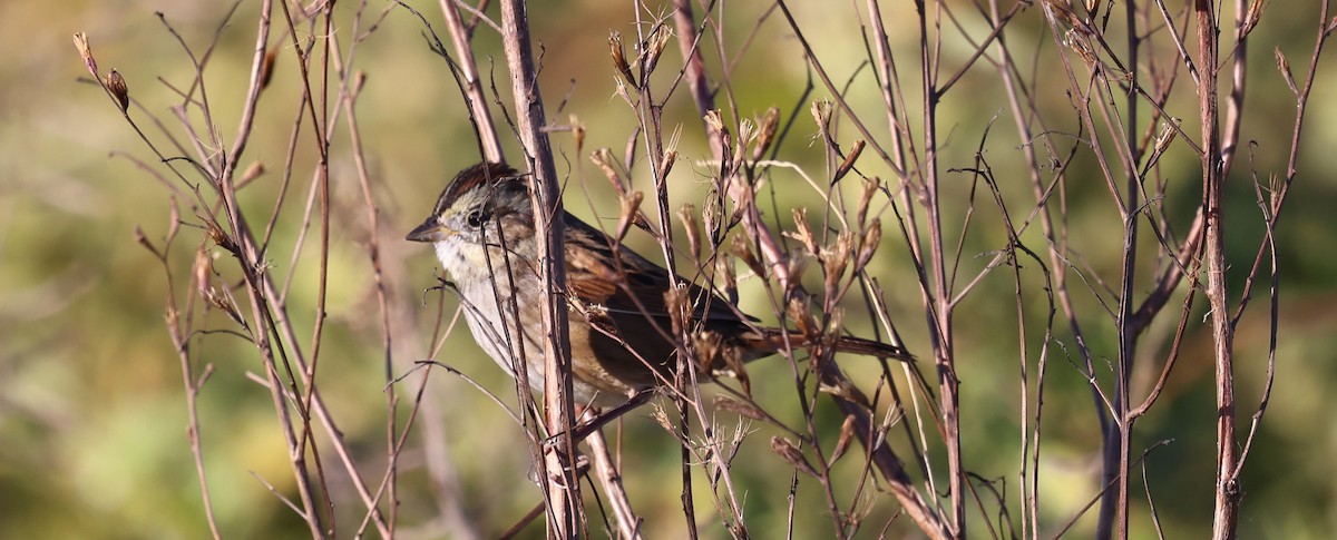 Swamp Sparrow - ML644890230