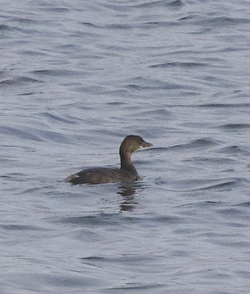 Pied-billed Grebe - ML644890231