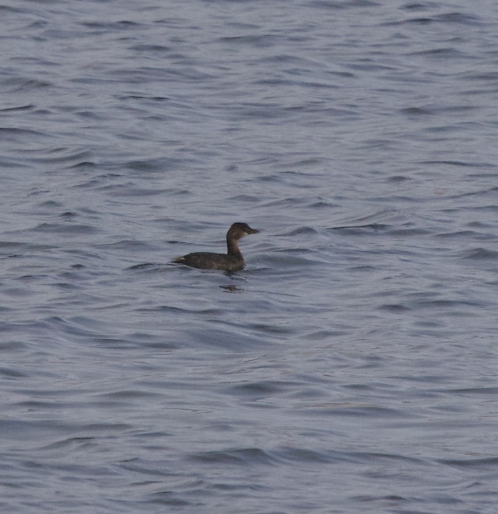 Pied-billed Grebe - ML644890232
