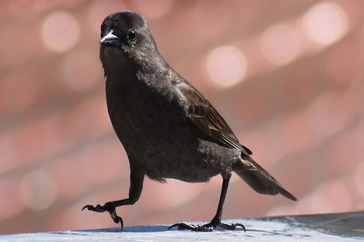 Shiny Cowbird - ML644890233