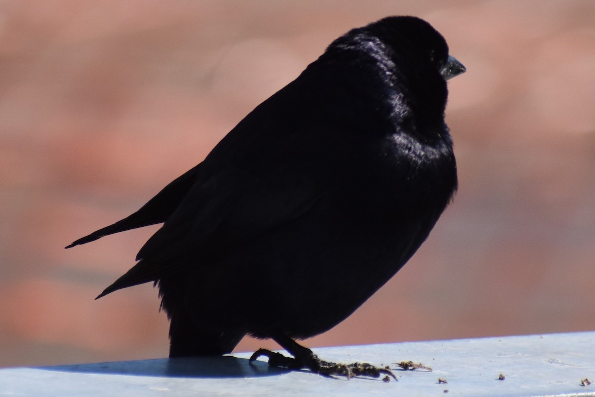 Shiny Cowbird - ML644890234