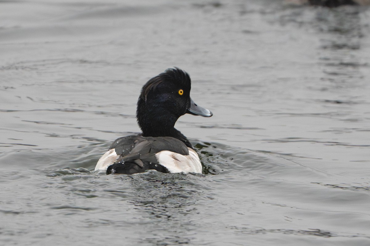 Tufted Duck - ML644890236