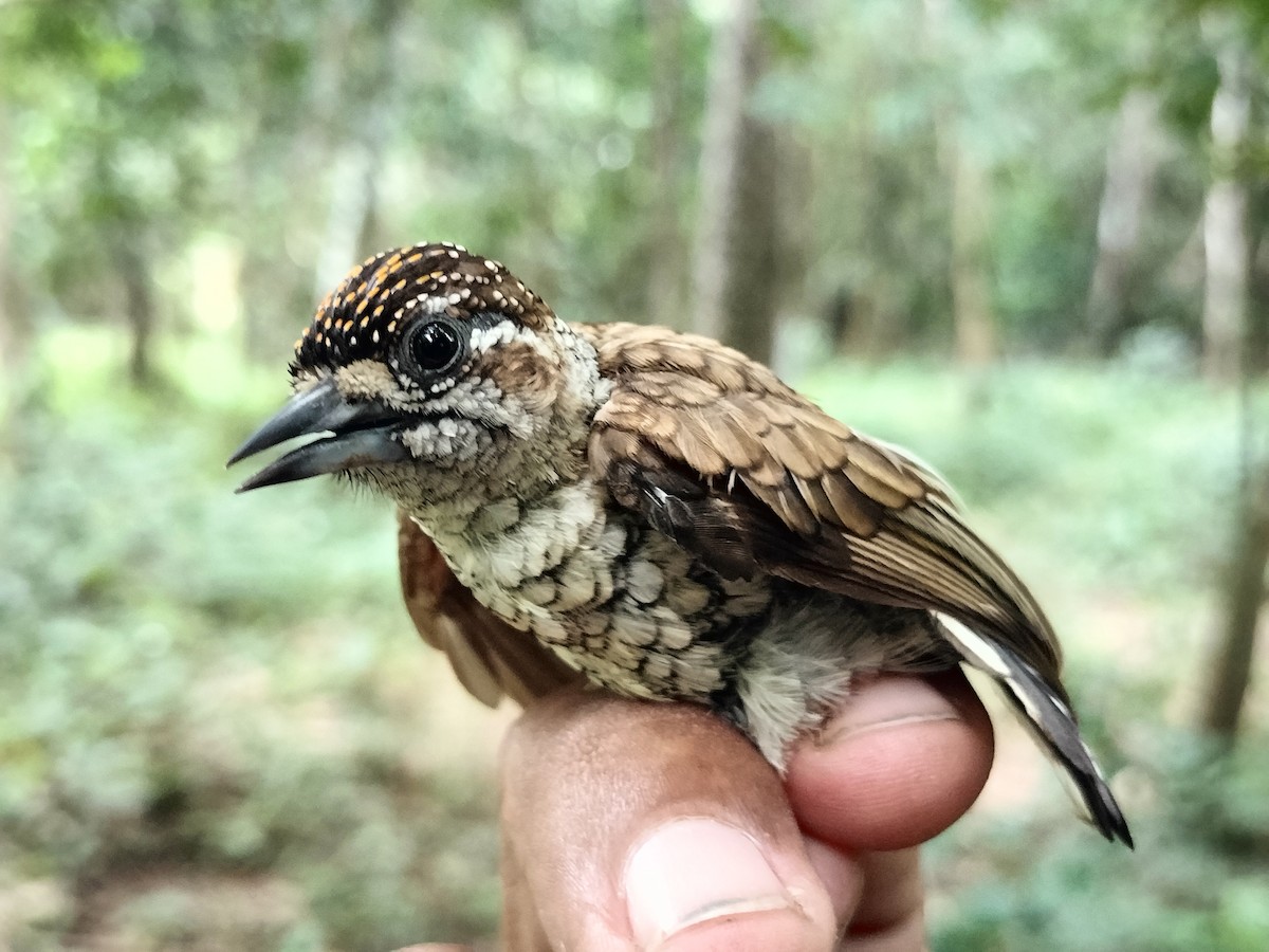 Scaled Piculet - ML644890239