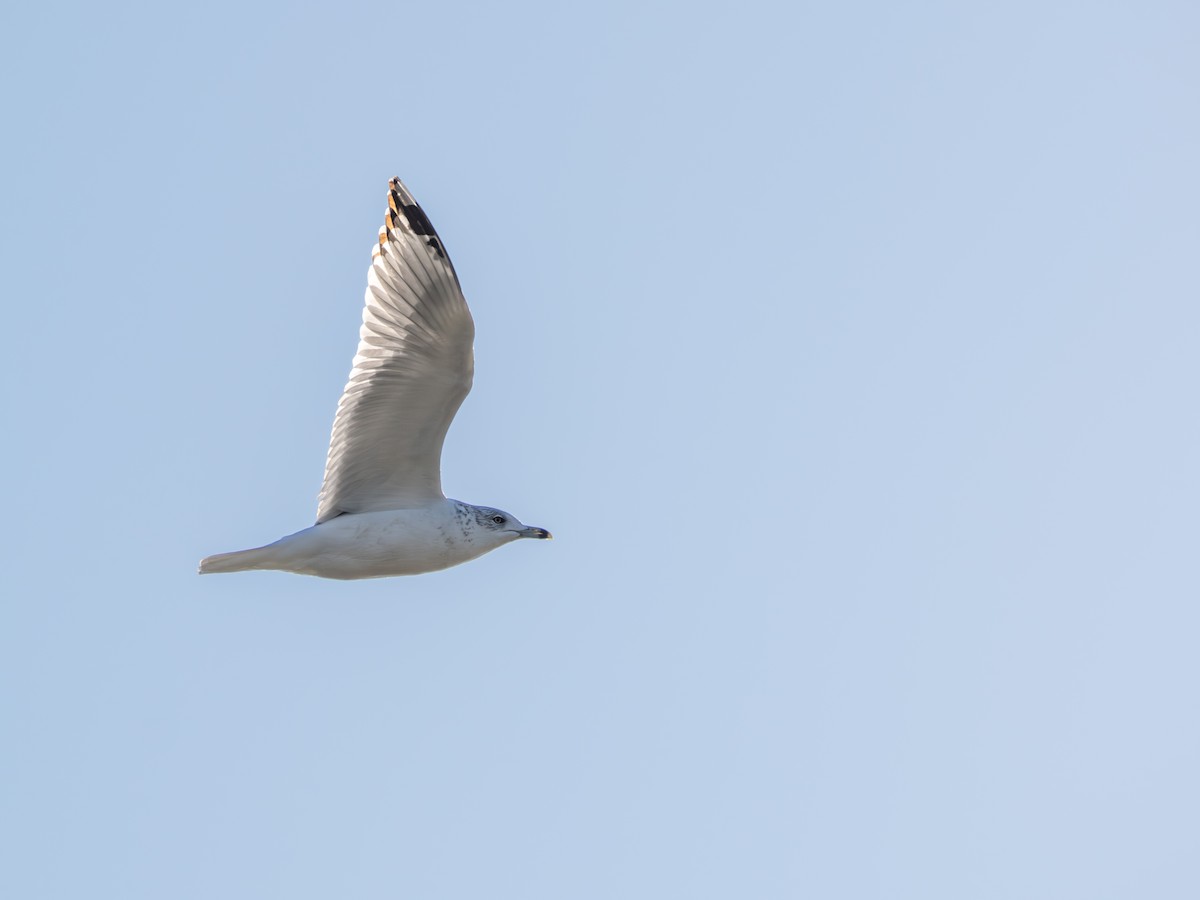 Ring-billed Gull - ML644890240