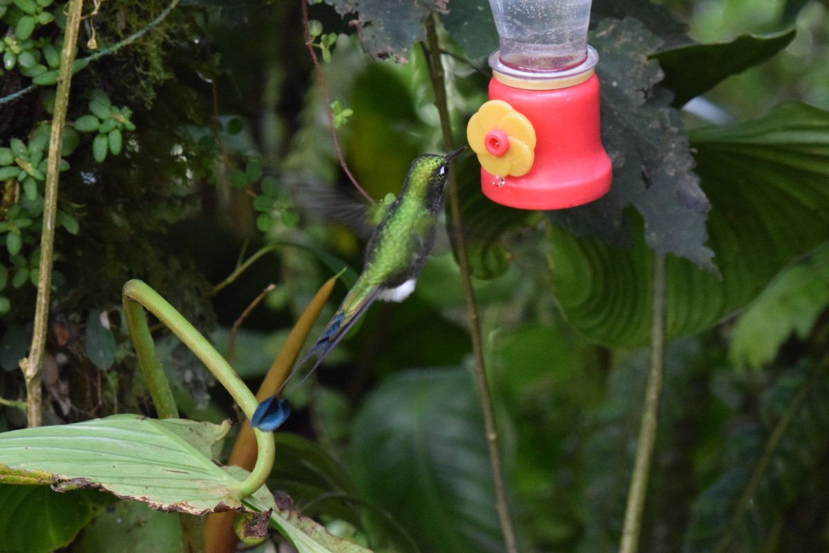 White-booted Racket-tail - ML644890241