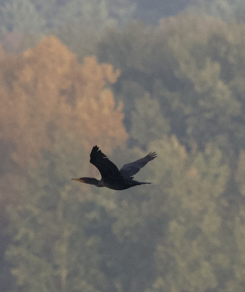 Double-crested Cormorant - ML644890242