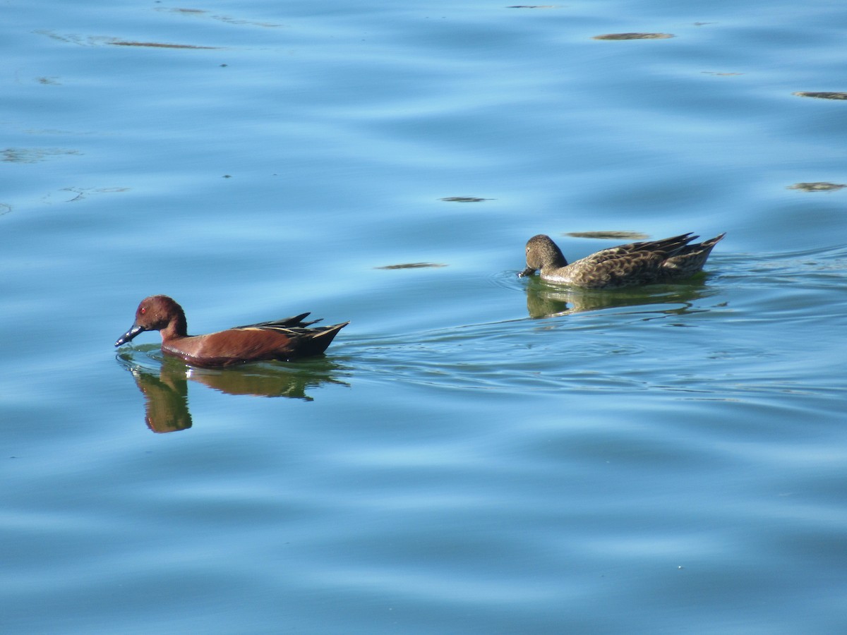 Cinnamon Teal - ML644890243