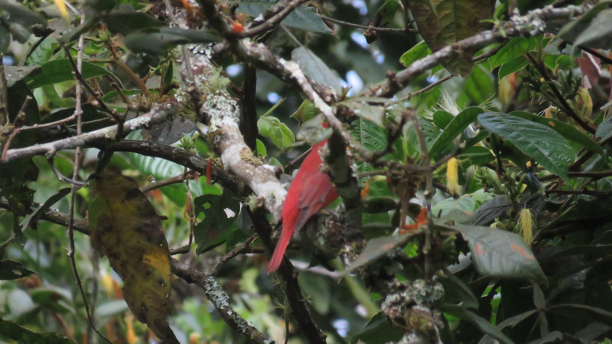 Summer Tanager - ML644890245