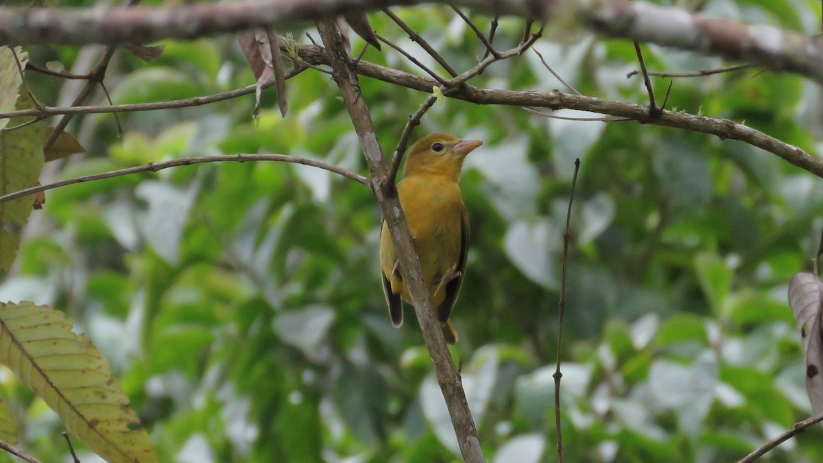 Summer Tanager - ML644890246