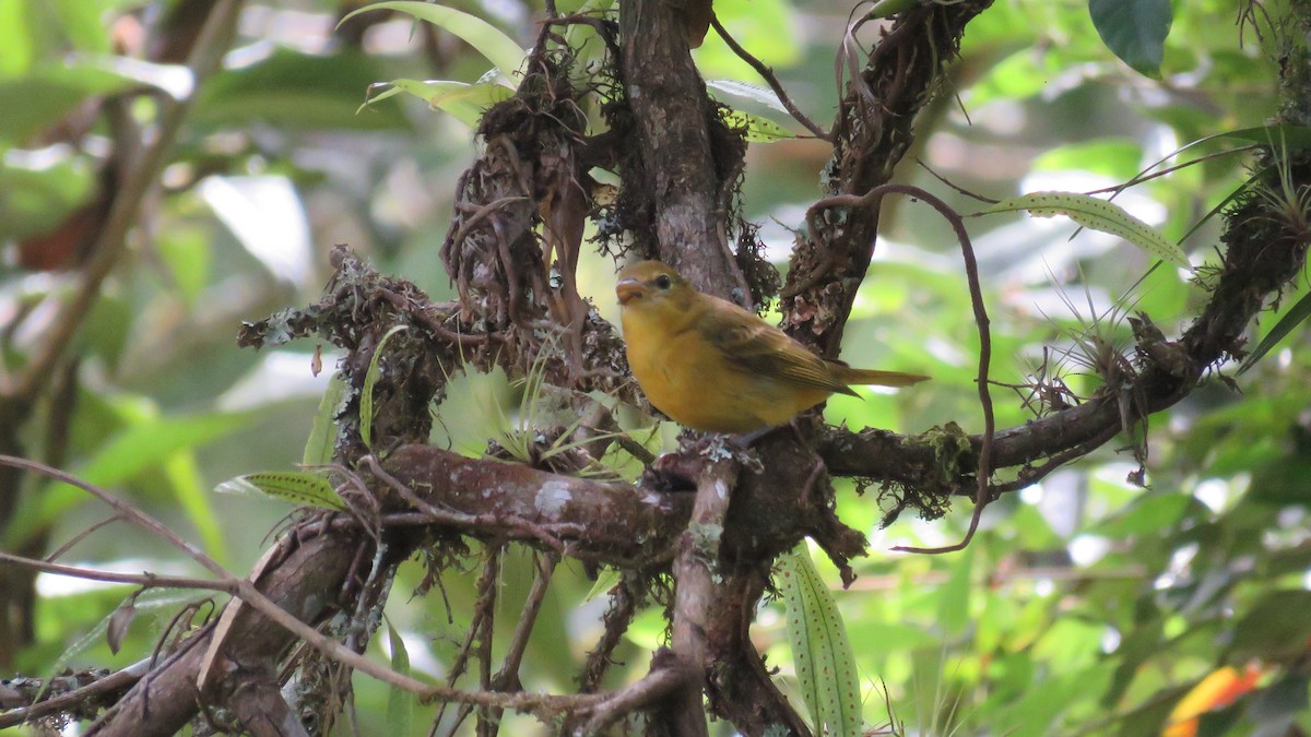 Summer Tanager - ML644890248
