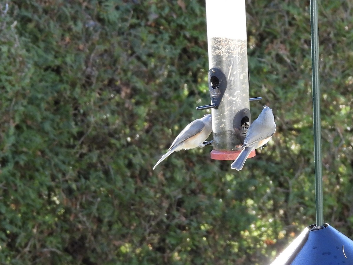 Tufted Titmouse - ML644890250