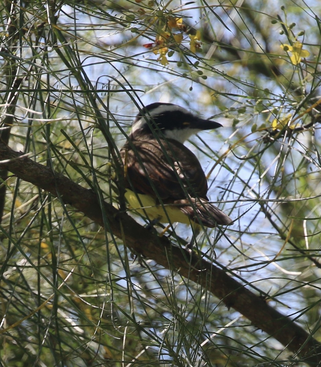 Great Kiskadee - ML644890252