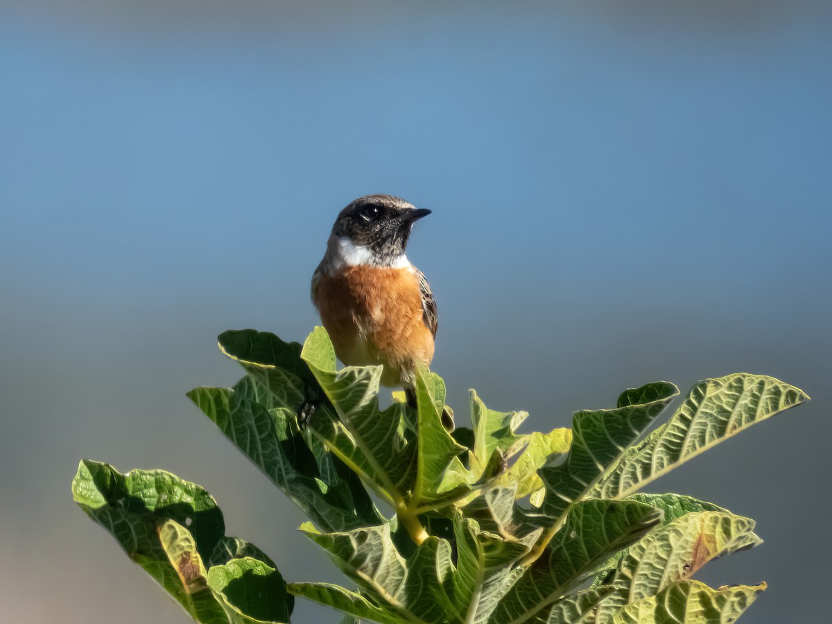 European Stonechat - ML644890265