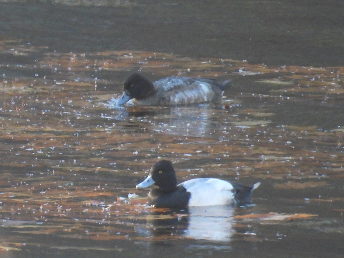 小斑背潛鴨 - ML644890294