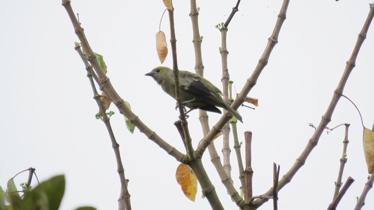 Tangara des palmiers - ML644890295