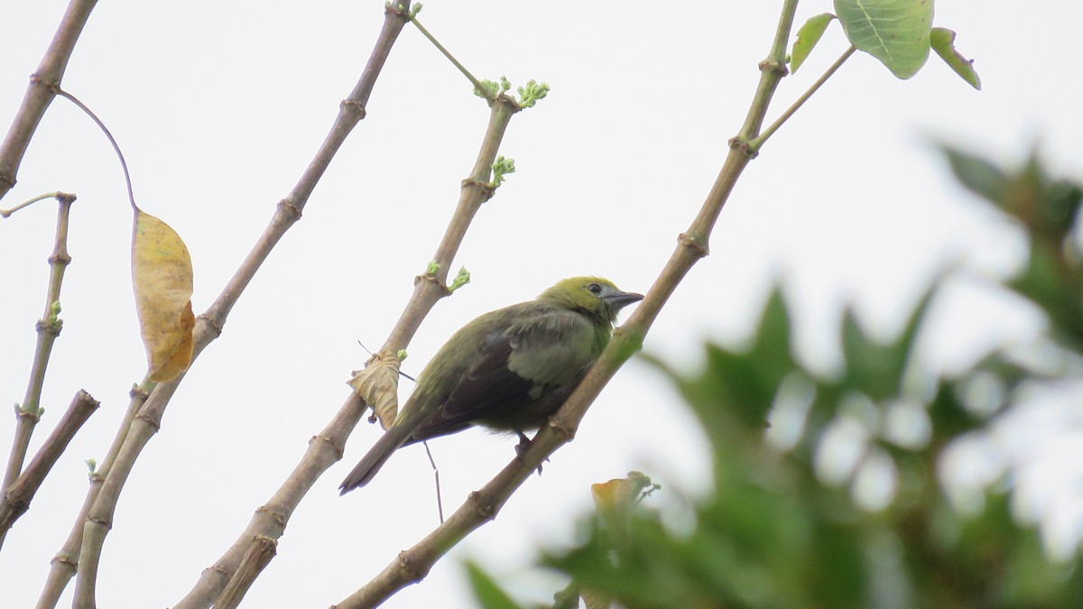 Tangara des palmiers - ML644890297