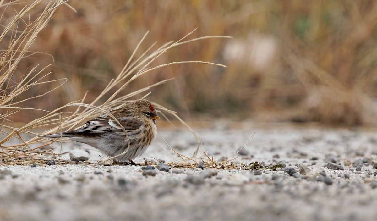 Redpoll - ML644890315