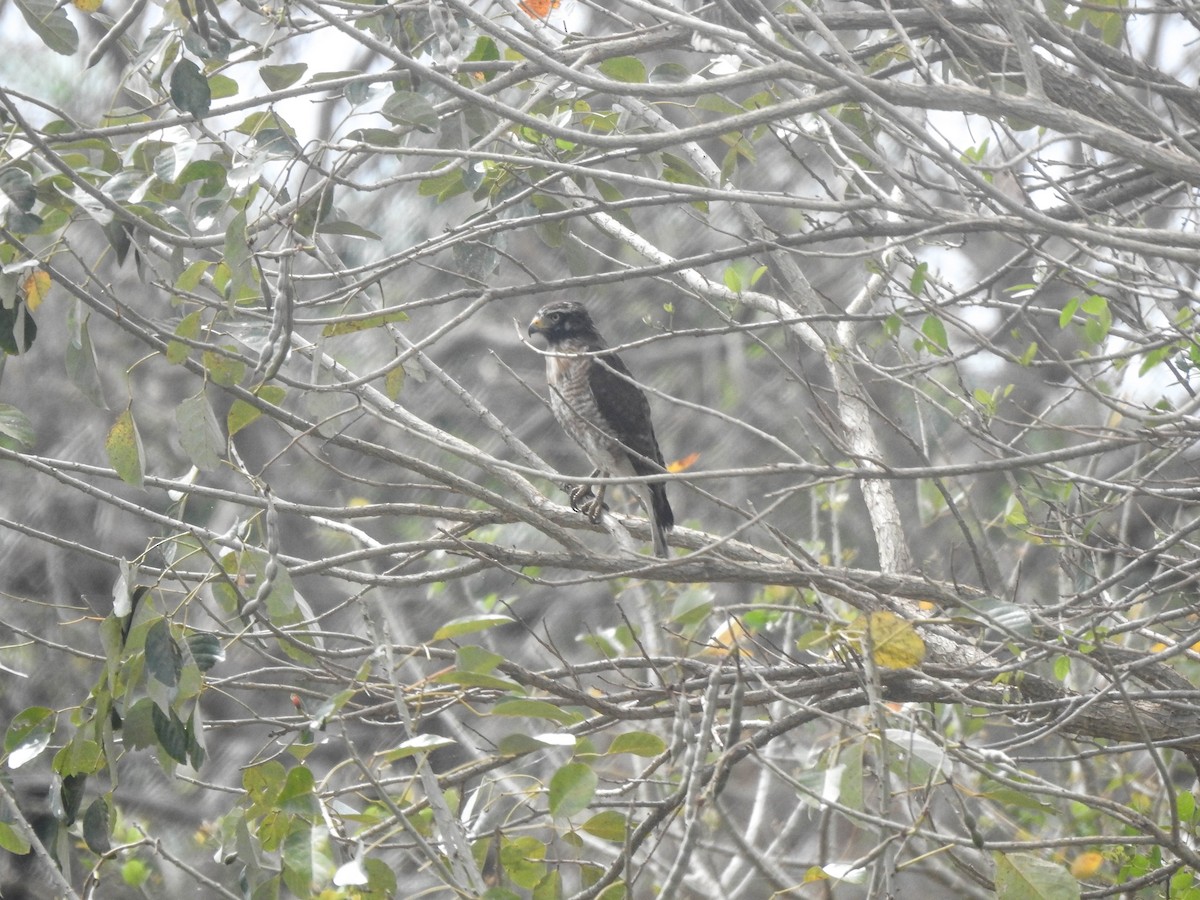 Yol Şahini - ML644890320