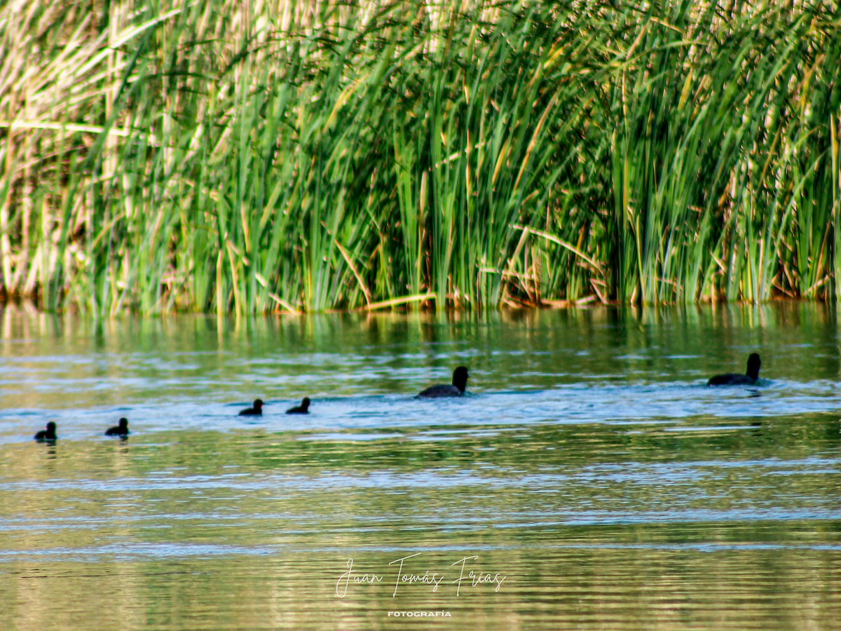 Red-gartered Coot - ML644890328