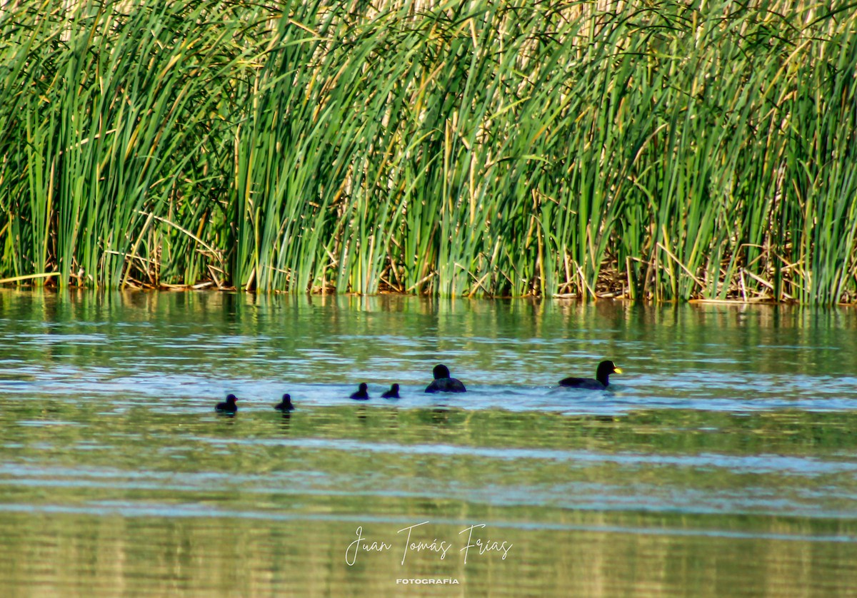 Red-gartered Coot - ML644890329