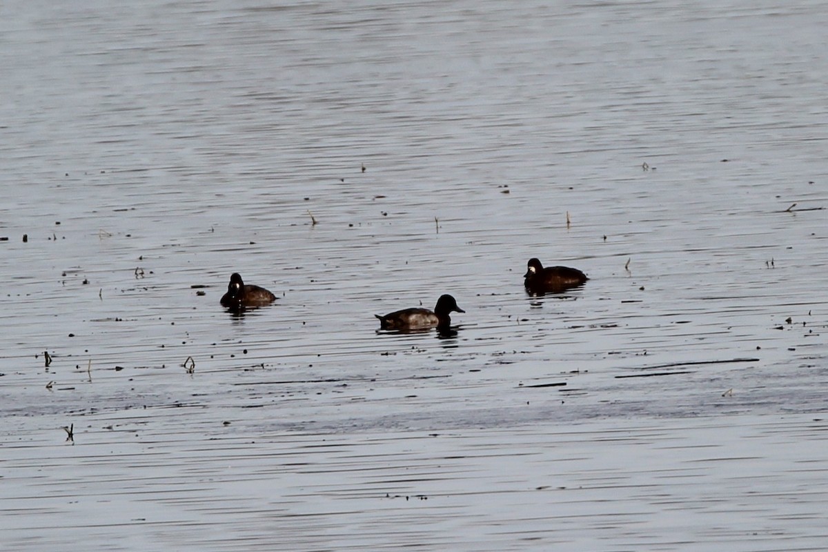 小斑背潛鴨 - ML644890330