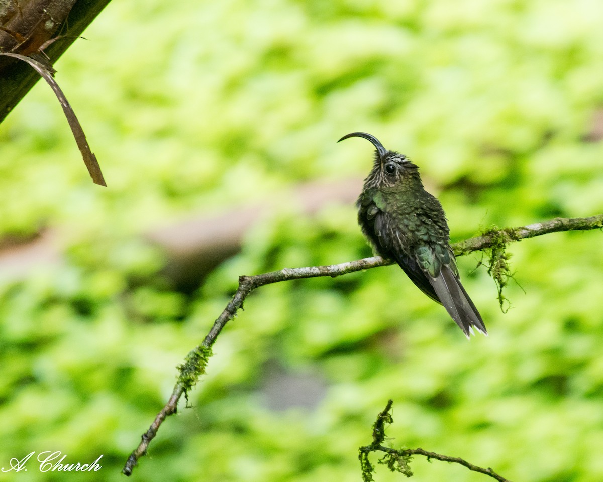 White-tipped Sicklebill - ML644890331