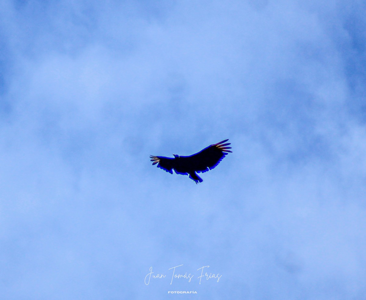Black Vulture - ML644890341