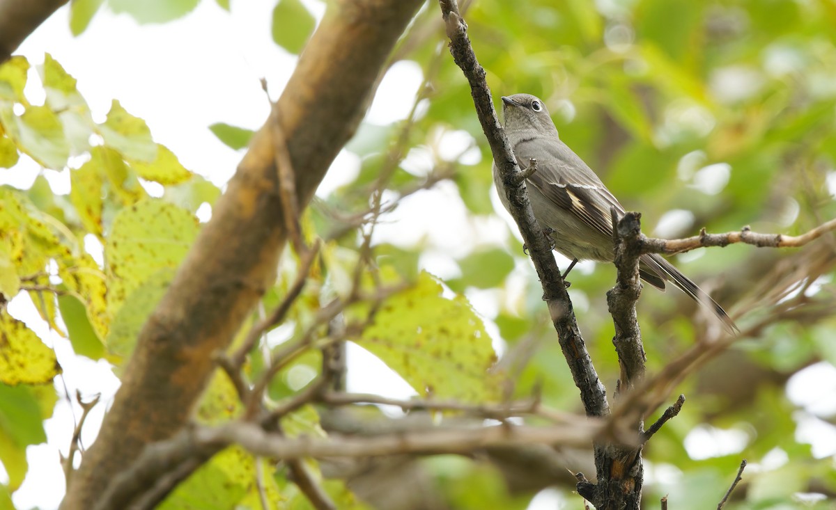 Townsend's Solitaire - ML644890352